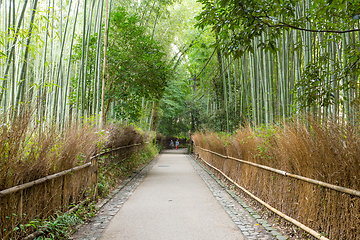 Image showing Bamboo Forest of Kyoto, Japan