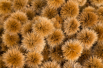 Image showing Raw chestnut 