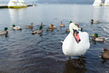 Image showing White swan and duck in the lake