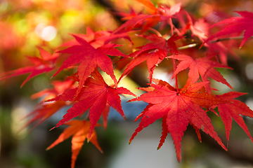 Image showing Red maple leaves in autumn