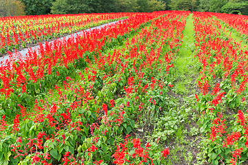 Image showing Red Salvia garden