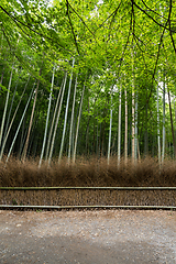 Image showing Greenery Bamboo road