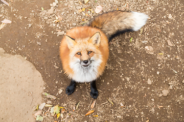 Image showing Vulpes vulpes looking up