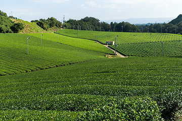 Image showing Japanese green tea farm