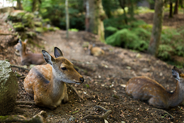 Image showing Deer lying on ground