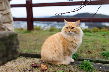 Image showing Cute Street cat at park