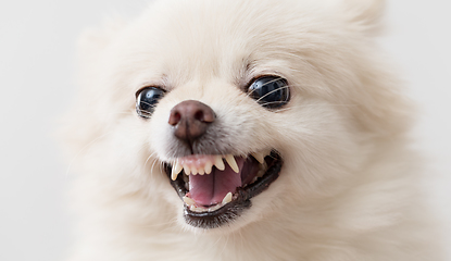 Image showing Pomeranian dog barking