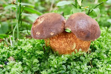 Image showing Imleria badia. Fungus in the natural environment.