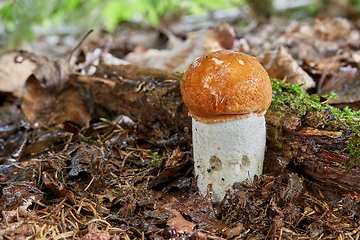 Image showing Leccinum aurantiacum in the natural environment.