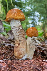 Image showing Leccinum aurantiacum in the natural environment.