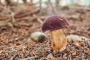 Image showing Imleria badia. Fungus in the natural environment.