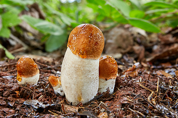 Image showing Leccinum aurantiacum in the natural environment.