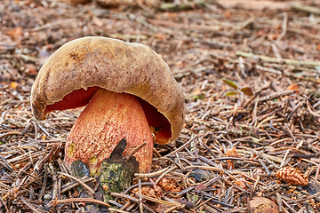 Image showing Neoboletus luridiformis in the natural environment