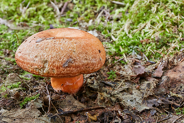 Image showing Lactarius deliciosus in the natural environment.