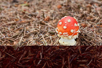 Image showing Amanita muscaria in the natural environment.