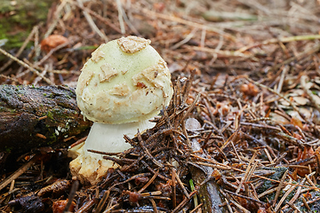 Image showing Amanita citrina.Fungus in the natural environment.