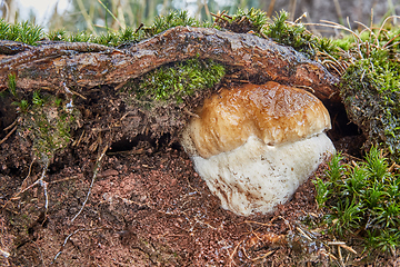 Image showing Boletus edulis. Fungus in the natural environment.