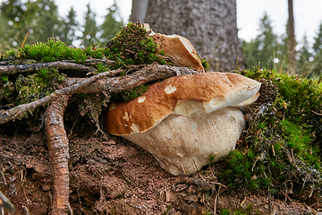 Image showing Boletus edulis. Fungus in the natural environment.