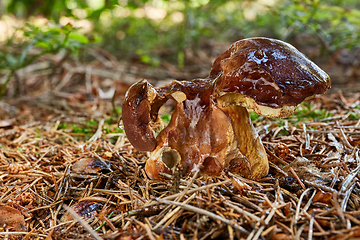 Image showing Imleria badia. Fungus in the natural environment.