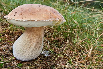 Image showing Boletus edulis. Fungus in the natural environment.