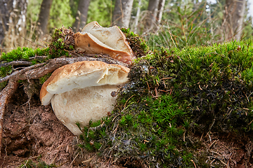 Image showing Boletus edulis. Fungus in the natural environment.