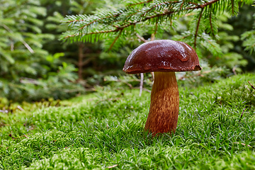 Image showing Imleria badia. Fungus in the natural environment.