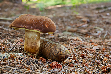 Image showing Imleria badia. Fungus in the natural environment.