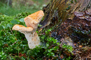 Image showing Hydnum repandum. Fungus in the natural environment