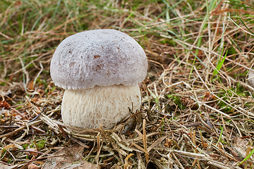 Image showing Boletus edulis. Fungus in the natural environment.