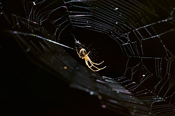 Image showing spider on the web in the forest