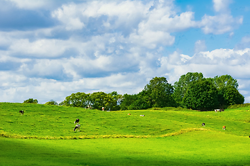 Image showing Cows on pasture