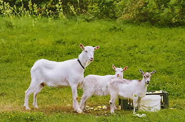 Image showing Goat with goatlings