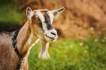 Image showing Portrait of Billy Goat