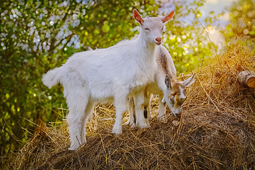 Image showing Goatlings on a Hay