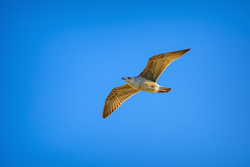 Image showing Young seagull in sky