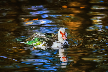 Image showing Muscovy duck on the pond