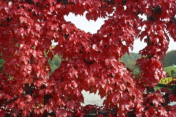 Image showing Beautiful autumn leaves