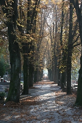 Image showing Graveyard road during autumn season