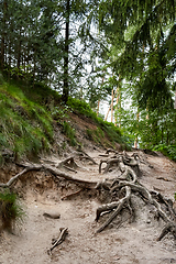 Image showing forest near ruin of the Valdstejn gothic castle