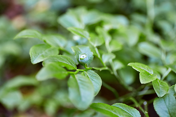 Image showing Wild green unripe blueberries in the forest