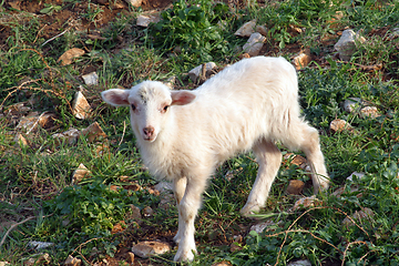 Image showing Cute lamb on green grass in spring