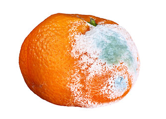 Image showing rotten and moldy orange