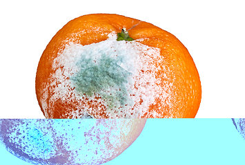 Image showing rotten and moldy orange