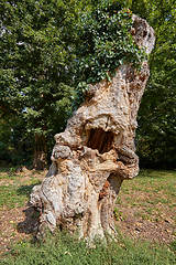 Image showing old hollow tree with ivy