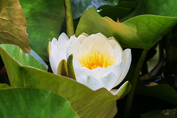 Image showing water lilies and green leaves on the pond