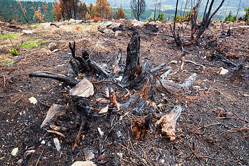Image showing ashes and burned trees after a fire in the forest