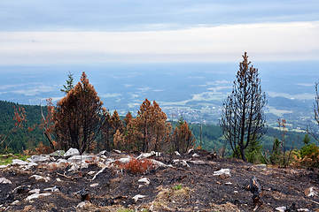 Image showing ashes and burned trees after a fire in the forest