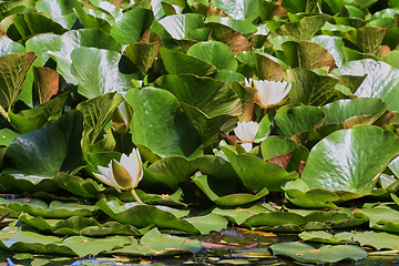 Image showing water lilies and green leaves on the pond