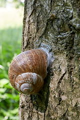 Image showing encapsulated land snail