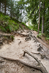 Image showing forest near ruin of the Valdstejn gothic castle